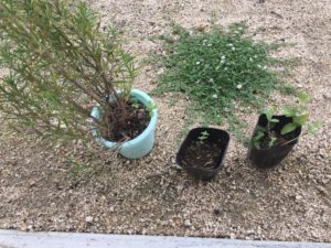 頂いたローズマリー、タイム、ミントの苗を植えました
