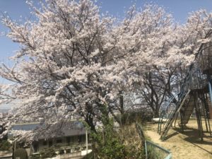 2018年春、桜満開！