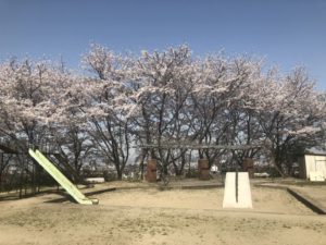 2018年春、桜満開！