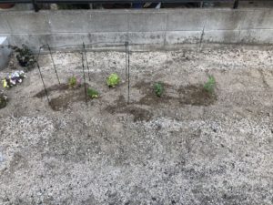 菜園スペースに野菜を植えました
