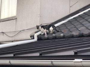 田尻の屋根の上の猫