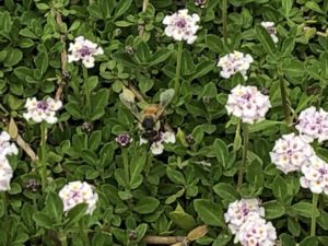 クラピアの花にミツバチ